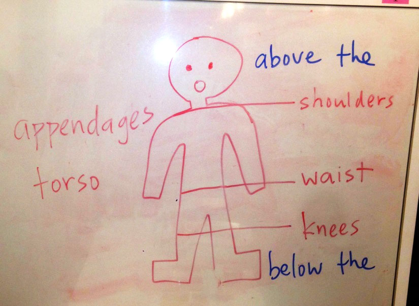 ホワイトボードに書かれた人間の身体の部位を英単語で説明した絵の写真