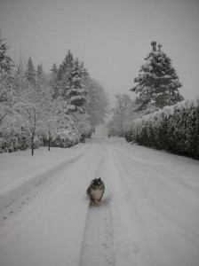 カナダ雪