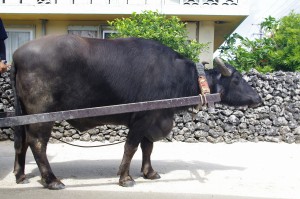 竹富観光のシンボル　水牛